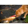 image:imageAquascape  Beneficial Bacteria for Ponds  845 oz Liquid378L  1gal