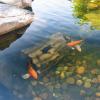 image:imageAquascape Faux Log Fish Cave for Pond Koi Predator Control  78324Log
