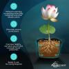 image:imageAquascape Pond Plant Potting Media NutrientRich Aquatic Soil for Water Gardens Supports Strong Root Growth 215 Cubic Inches 89002432 cubic inches