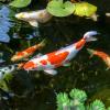 image:imageAquascape 40003 Pond Salt Treatment for Pond and Garden Water Features 40Pound Bulk40 lb