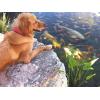 image:imageAquascape Pond Chlorine Detoxifier and Ammonia Neutralizer 1 gal  378 LTR