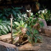 image:imageAquascape Path and Area LED Landscape Light Dome Top Design Durable Brass Antique Bronze Finish 3Watt Low Voltage LVL  84064  BrownDome Top 6PACK