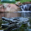 image:imageAquascape Floating Alligator Decoy for Pond Water Feature 93000