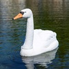 image:imageAquascape Floating Swan Decoy for Koi and Fish Ponds  74014