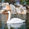 image:imageAquascape Floating Swan Decoy for Koi and Fish Ponds  74014