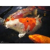 image:imageAquascape Premium Color Enhancing Fish Food Pellets for Pond Koi Goldfish and More 22 lbs  1 kg44 lb  20 k