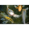 image:imageAquascape Premium Staple Pond and Koi Fish Food Mixed Pellet Size 11 Pound 500 g 8105011 Pound Pack of 1