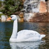 image:imageAquascape Floating Swan Decoy for Koi and Fish Ponds  74014