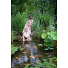 image:imageAquascape 53037 Complete Pond Kit 21 Feet x 26 Feet  Large  9PL  7000 Pump