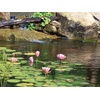 image:imageAquascape UltraKlear 2500 UV Pond Clarifier  28W UV Light for Clear Water amp Algae Control Ideal for Large Ponds amp Water Features 950372500