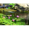 image:imageAquascape UltraKlear 2500 UV Pond Clarifier  28W UV Light for Clear Water amp Algae Control Ideal for Large Ponds amp Water Features 950372500